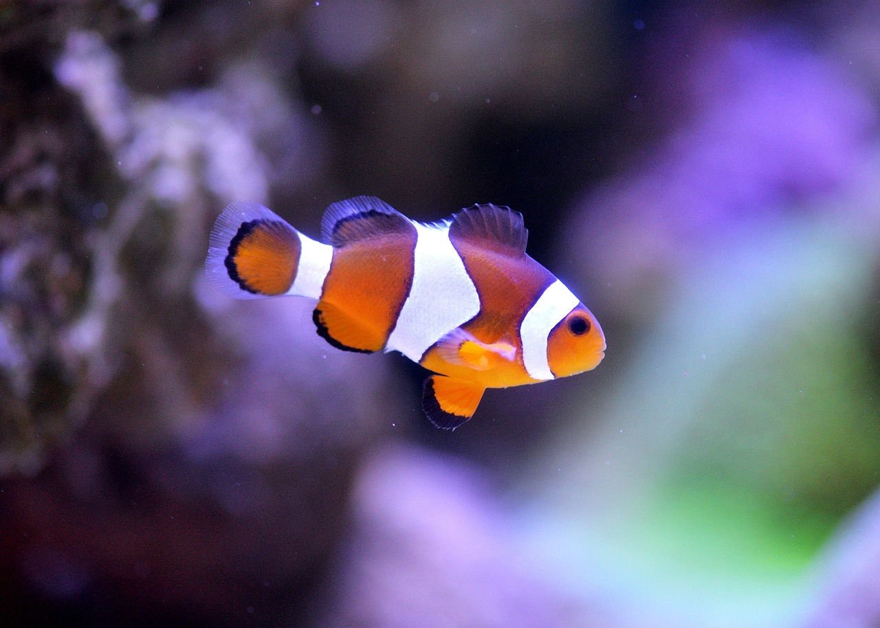 B2B content niche: It's OK to be a clownfish in a sea of content sharks.